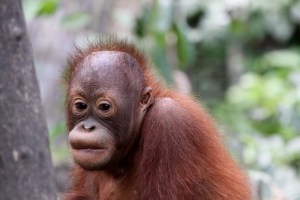 baby_orangutan_562569